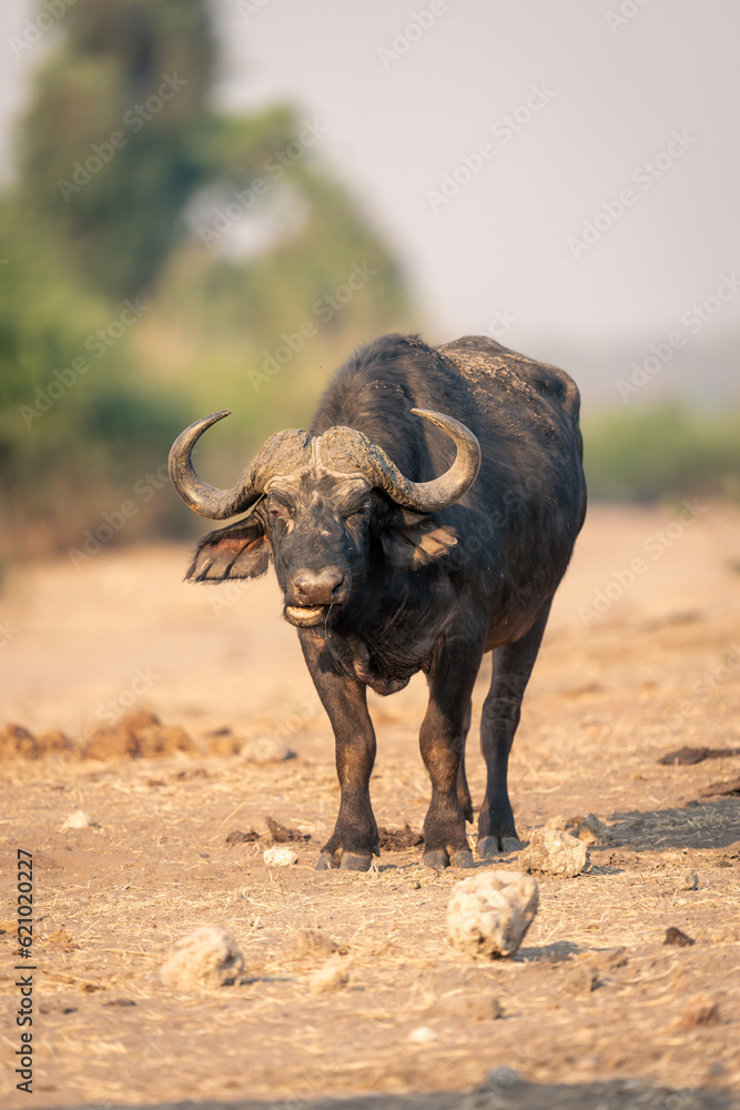 Cape buffalo stands among rocks chewing cud Cape buffalo stands among rocks chewing cud