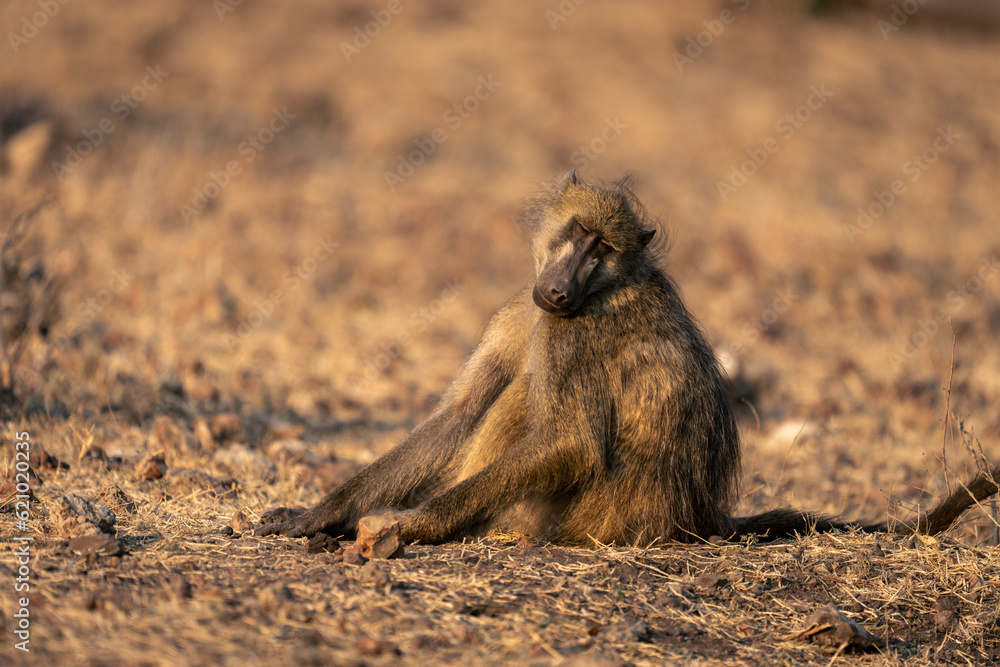 Fototapeta premium Chacma baboon sits on ground closing eyes