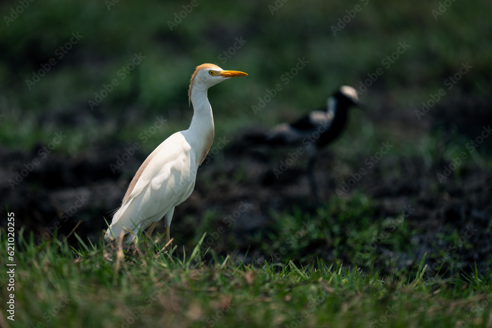 Cattle egret and blacksmith plover on riverbank Cattle egret and blacksmith plover on riverbank