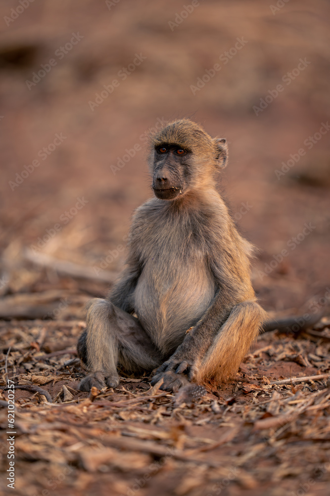 Chacma baboon sits staring on sandy ground