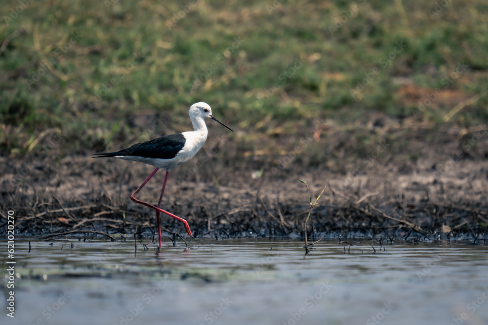 Black-winged stilt wades through river lifting foot Black-winged stilt wades through river lifting foot