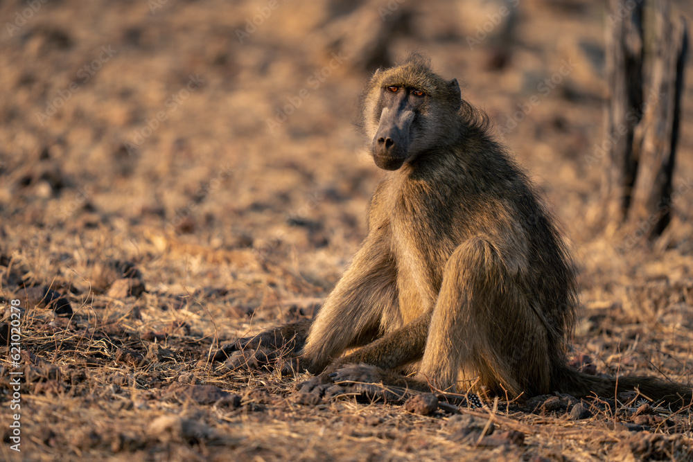 Chacma baboon with catchlight sits watching camera