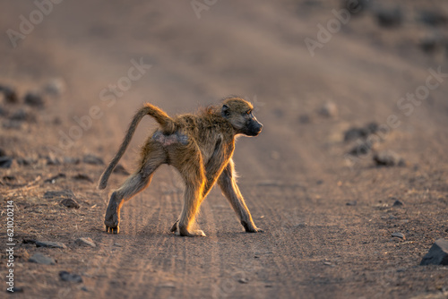 Chacma baboon crosses sandy track in sunshine
