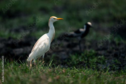 Cattle egret and blacksmith plover on riverbank