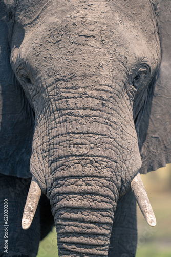 Close-up of African elephant caked in mud