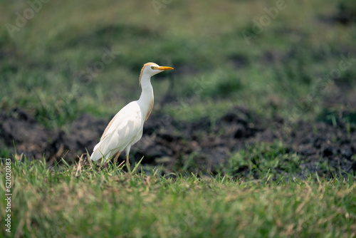 Cattle egret stands in profile on riverbank