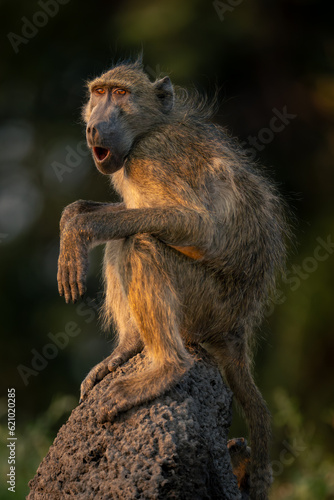 Chacma baboon on termite mound opens mouth