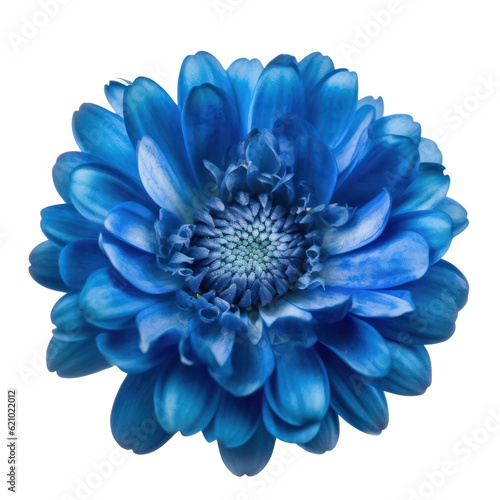 blue chrysanthemum isolated on transparent background cutout