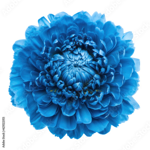 blue dahlia flower isolated on transparent background cutout