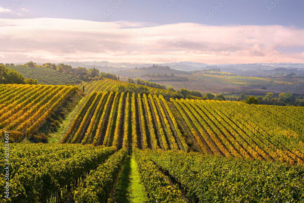 Vineyards landscape in Castellina in Chianti, Tuscany, Italy