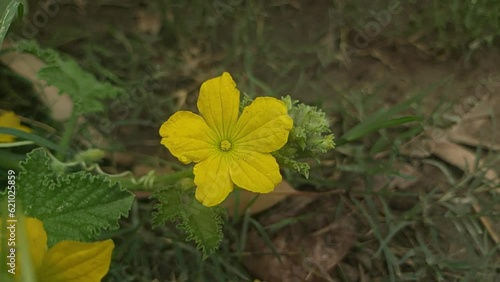 Musk Melon Yellow flowers photo