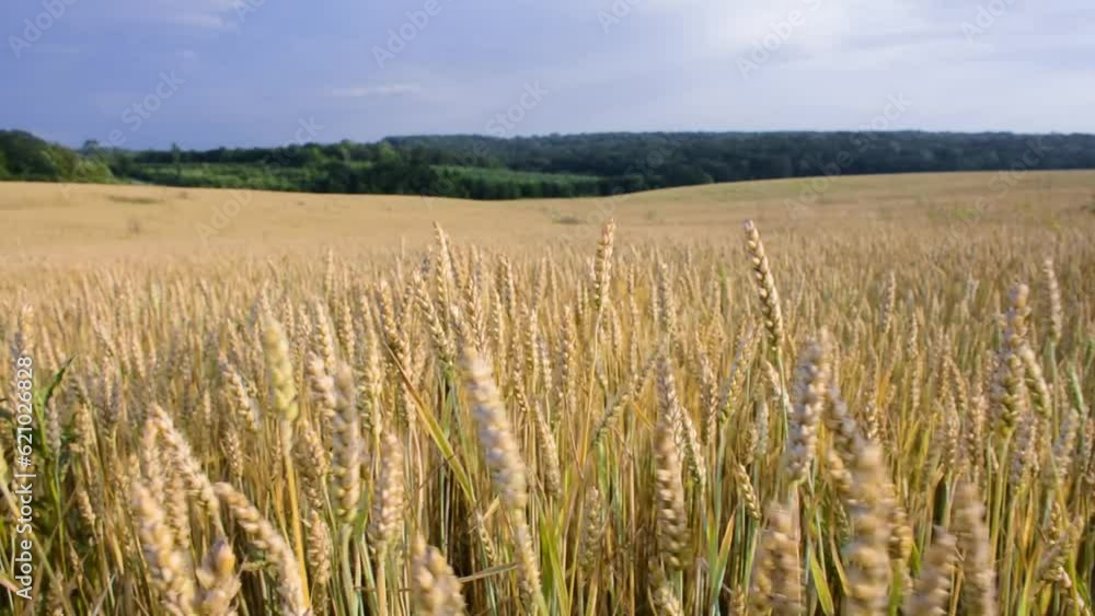 Golden ears of wheat sway in the wind in a wheat field
Golden ears of wheat sway in the wind in a wheat field