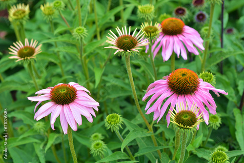 A pink flowers with large petals - Echinacea , coneflower photo