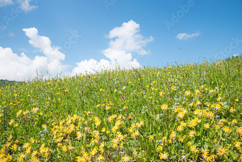 flower meadow with kidney vetch and forget-me-not flowers, blue sky and clouds © SusaZoom