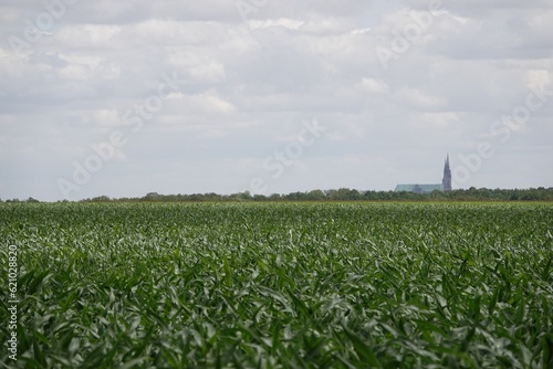 Un champ de maïs en croissance en Beauce près de Chartres