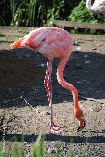 close-up shot of a pink flamingo standing on a sandy bottom looking for food with its head down