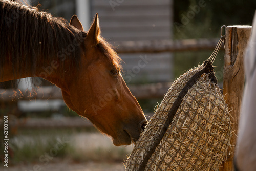 Horse living in a paddock paradise freedom portrait beautiful equine 