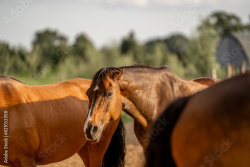 Grumpy brown horse in sun