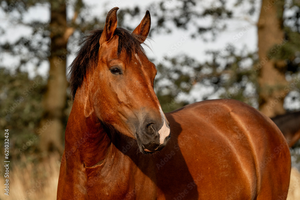 Beautiful brown new forest gelding young horse Beautiful brown new forest gelding young horse