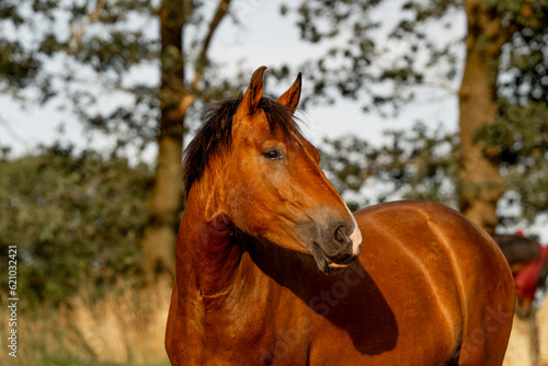 Foto Beautiful brown new forest gelding young horse