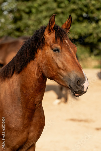 Beautiful brown new forest gelding young horse © PIC by Femke