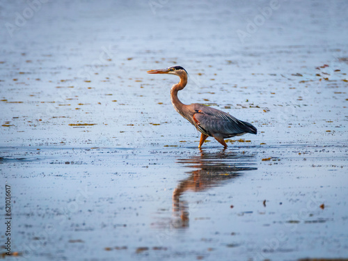 Great Blue Heron fishing in a pond
