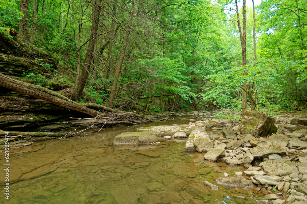 Tranquil creek in the forest Tranquil creek in the forest