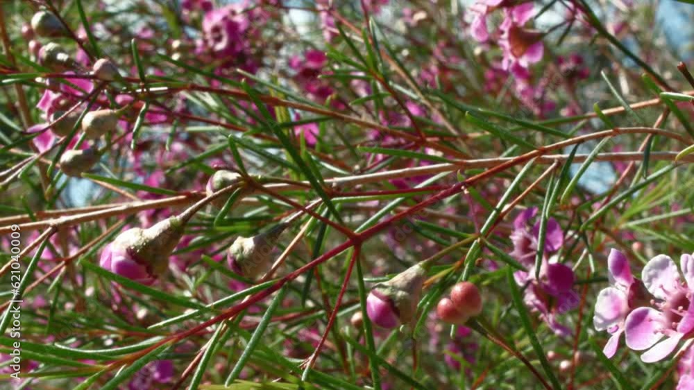 Australian rural wildflowers and native plants Australian rural wildflowers and native plants