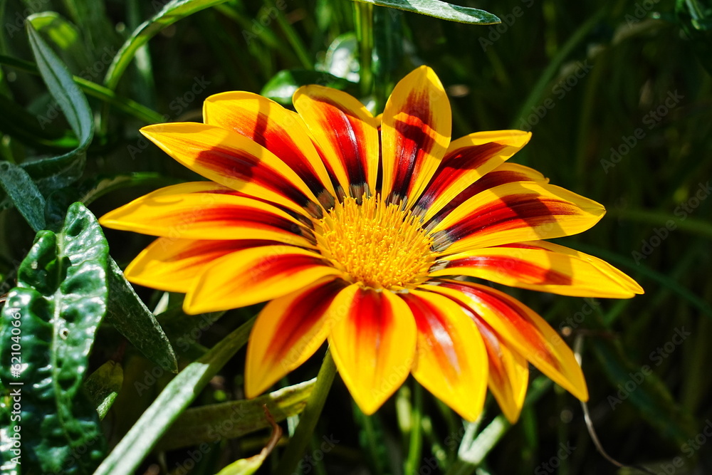 Yellow Gazania Flower Close-up Yellow Gazania Flower Close-up