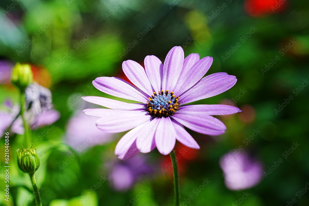 Close up osteospermum violet african daisy flower