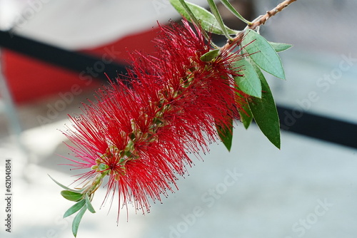 Melaleuca citrina, now known as Melaleuca viridiflora, is a species of plant within the Melaleuca genus, which belongs to the Myrtaceae family. It's commonly referred to as the Crimson Bottlebrush  photo