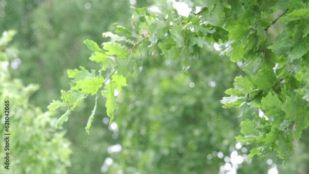 green oak branches in beautiful light sway in wind, young green leaves oak, Quercus robur in spring garden, summer park, peaceful natural background, blur organic plant leaves shallow depth field green oak branches in beautiful light sway in wind, young green leaves oak, Quercus robur in spring garden, summer park, peaceful natural background, blur organic plant leaves shallow depth field
