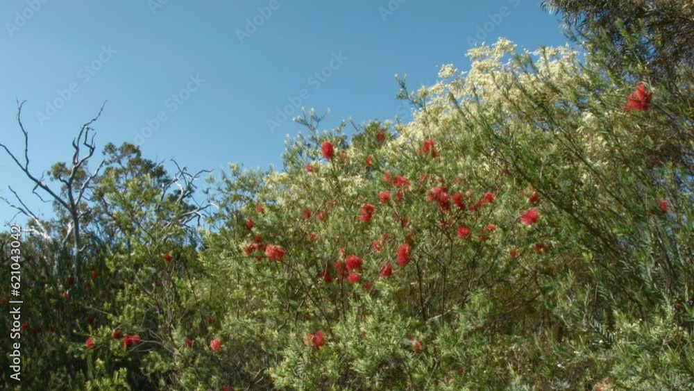 Australian rural wildflowers and native plants Australian rural wildflowers and native plants