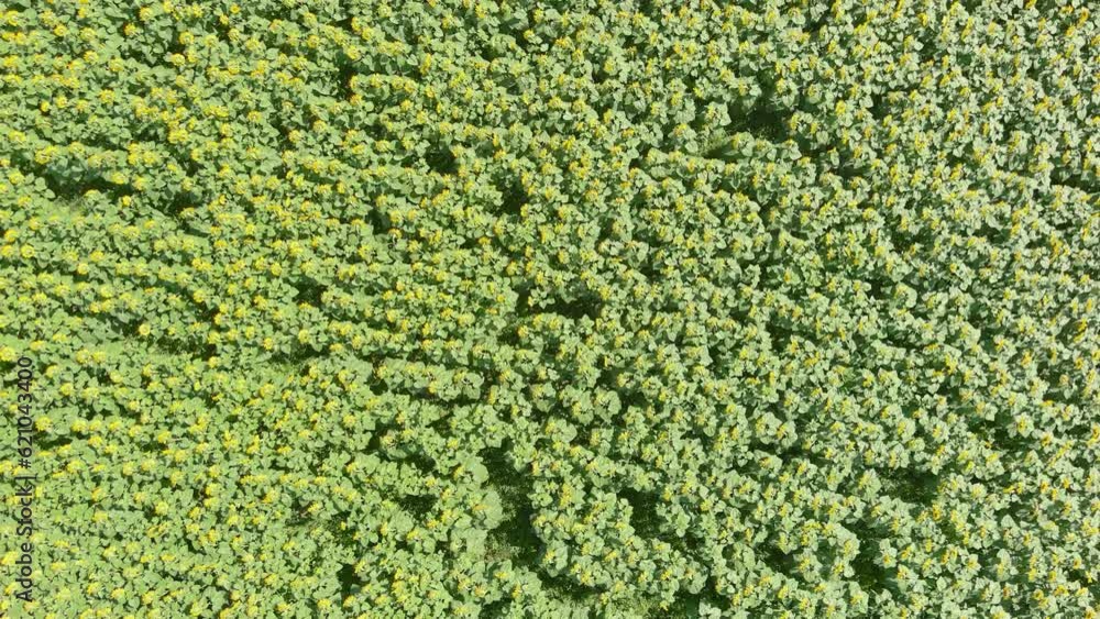 Aerial top-down rotating view of sunflower field in summer afternoon, Czechia Aerial top-down rotating view of sunflower field in summer afternoon, Czechia