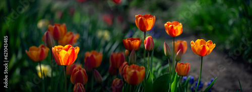 Open buds, bright orange tulips.Panorama of a garden plot with tulips.Spring flower.Big tulip bush in the garden.