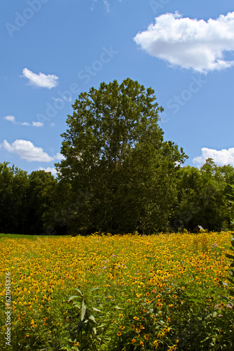 A field of flower under a blue sky