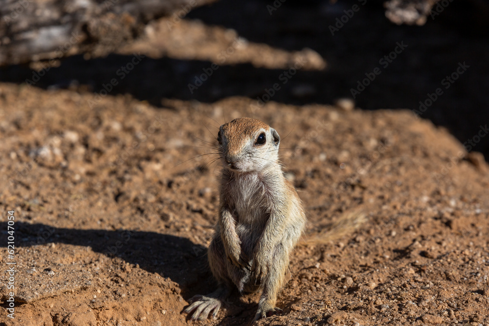 Round tailed ground squirrel, Xerospermophilus tereticaudus, hanging out by the entrance to their burrow. Cute wildlife in the Sonoran Desert. Pima County, Tucson, Arizona, USA. Round tailed ground squirrel, Xerospermophilus tereticaudus, hanging out by the entrance to their burrow. Cute wildlife in the Sonoran Desert. Pima County, Tucson, Arizona, USA.