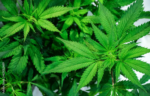 Cannabis leaf marijuana plant closeup in foreground  cannabis  plantation  therapeutic  medicinal