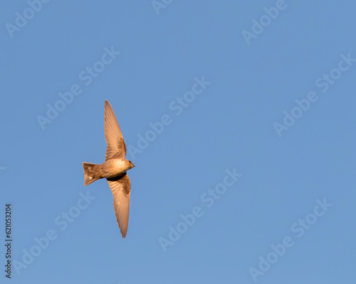 Crag Martin, Ptyonoprogne rupestris photo