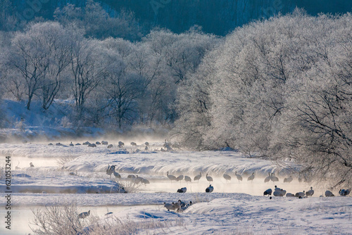 Red-crowned Crane, Grus japonensis photo