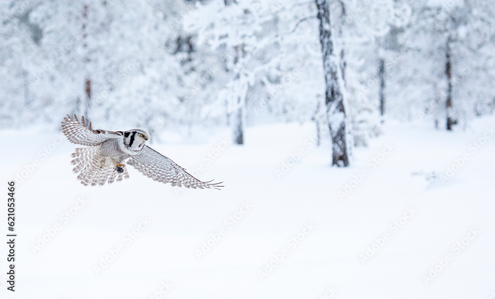 Fototapeta premium Northern Hawk Owl, Surnia ulula