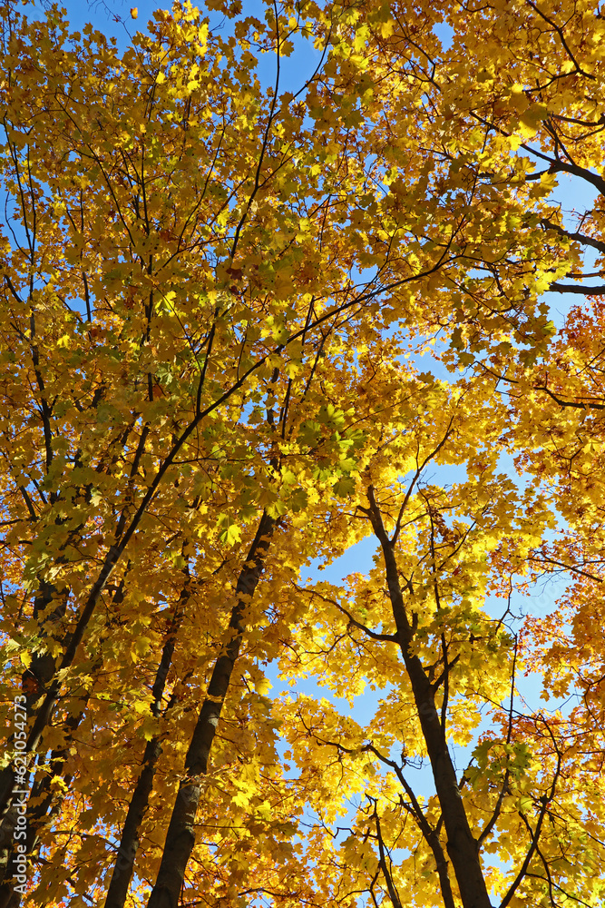 Yellow trees in a landscape park in autumn. Beautiful nature view on a bright sunny day. Yellow trees in a landscape park in autumn. Beautiful nature view on a bright sunny day.