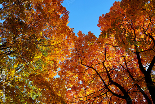 Maple tree lit by the bright autumn sun. Beautiful nature view with colorful lush foliage against the blue sky.