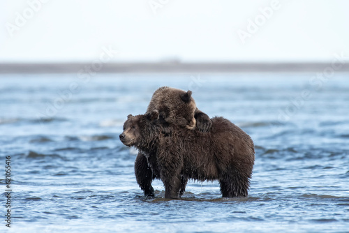 Brown bears (Ursus arctus) sparring on the beach; Lake Clark National Park; Alaska  photo