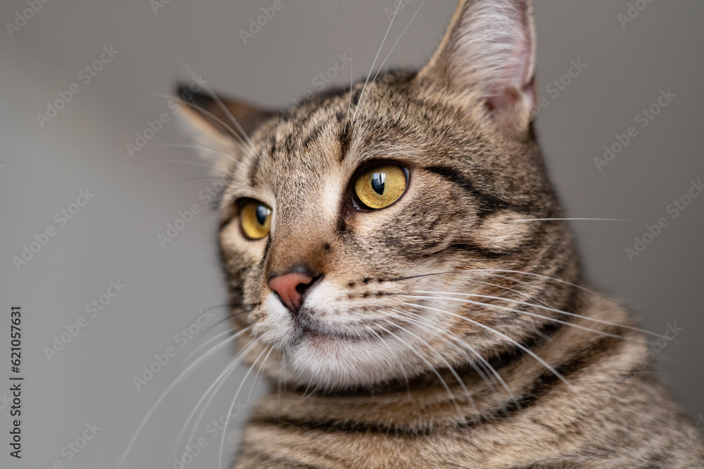 Beautiful cat tabby close up face Beautiful cat tabby close up face