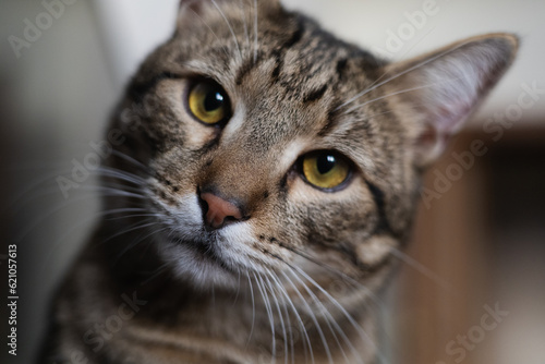 Beautiful cat tabby close up face © Victoria