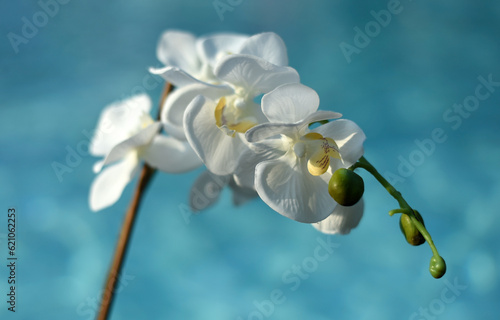 White orchid on a blue background