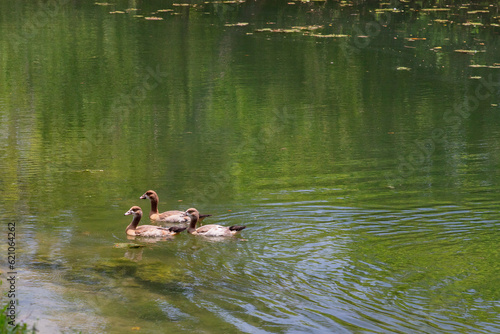 Ducks swimming near river bank..