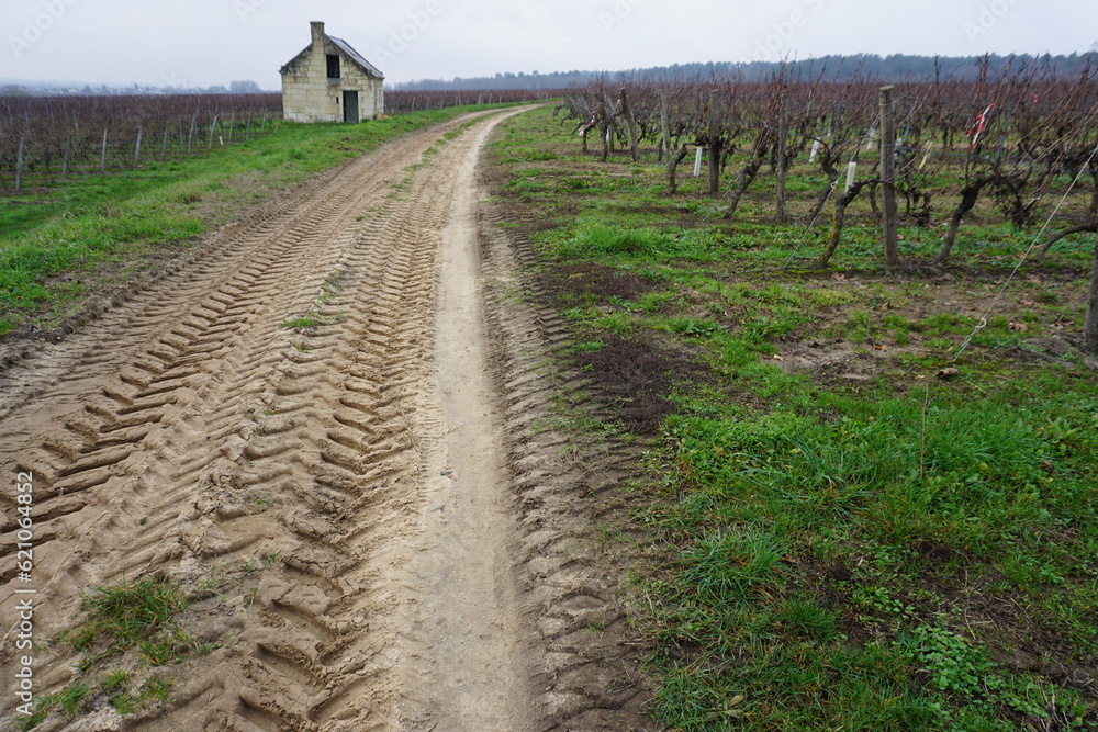 rows of vines in vineyard in the Loire valley in the spring in France and tractor tire tracks in the sandy road