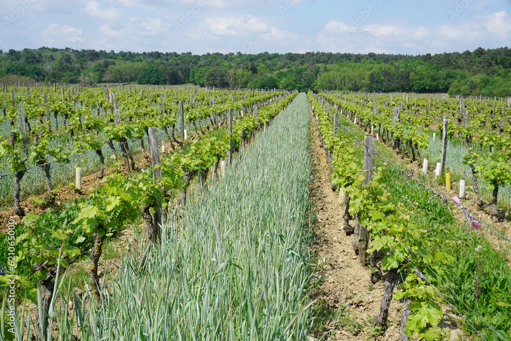 rows of vines in vineyard in the Loire valley in the spring